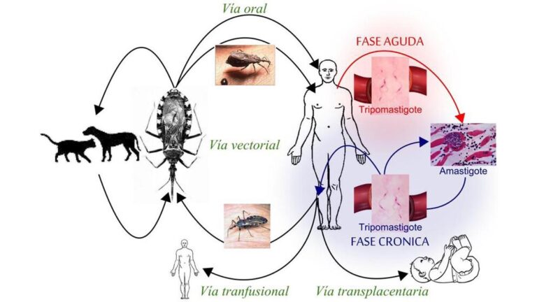 Programa cribatge de la malaltia de Chagas a les Illes Balears